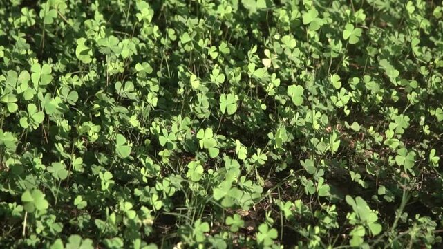 Four leaf clover plants on ground