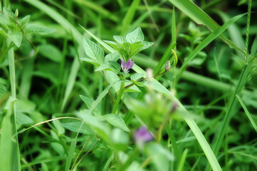 Green grass with dew