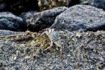 Crab on the rock