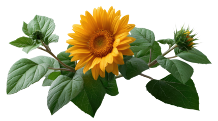 Sunflower in Bloom: A radiant sunflower, a symbol of optimism, stands proudly against the backdrop of lush green leaves and stems, heralding the arrival of a new day, showcasing natural beauty.