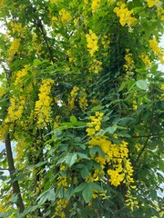 黄花藤たち。あしかがフラワーパークにて。