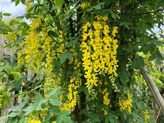 黄花藤。あしかがフラワーパークにて。