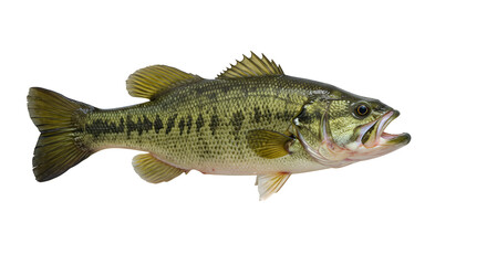 Largemouth Bass Leaping from Water