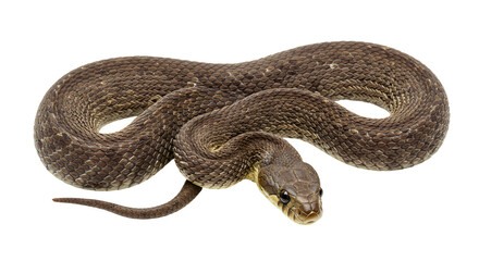 Fototapeta premium Keel-Bellied Whipsnake Climbing Vegetation