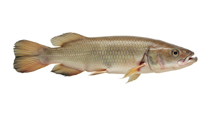 Obraz premium Australian Lungfish in Freshwater River