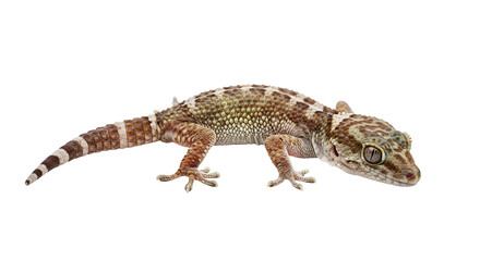 Obraz premium Mourning Gecko on Leaf Surface