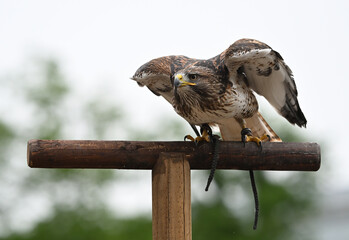 Red-tailed hawk animals birds