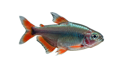 Obraz premium Neon Tetra Swimming in Planted Aquarium