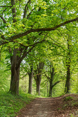 Weg durch eine Allee mit Kastanien im Frühling, Tutzing, Bayern, Deutschland, Europa