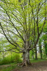 Weg durch eine Allee mit Buchen im Frühling, Tutzing, Bayern, Deutschland, Europa