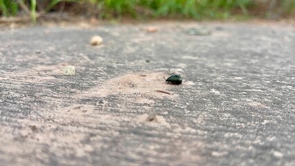 A small green beetle moves across a dusty surface in Goreme, Cappadocia. The natural setting features scattered rocks and vibrant greenery in the background, showcasing the region's unique landscape