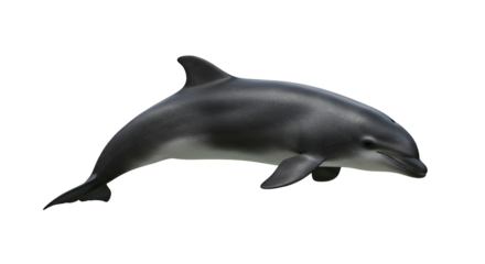 Harbor Porpoise Surfacing in Estuary
