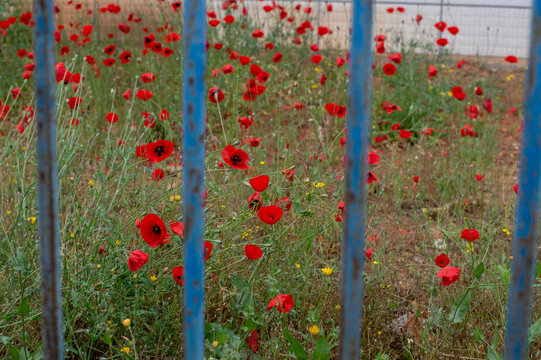 fence and flowers, red poppies in the garden	
 - Powered by Adobe