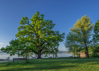 Bleicherpark am Starnberger See im Morgenlicht, Tutzing, Bayern, Deutschland, Europa