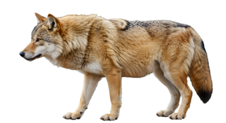 Red Wolf Howling at Dusk