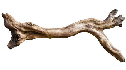 deer skull isolated on white background