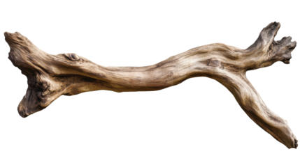 deer skull isolated on white background