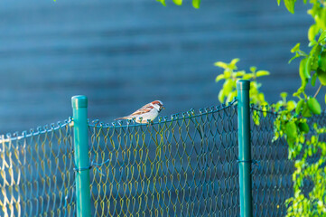 A sparrow stands on a fence early in the evening with insects in its beak tofeed its chicks