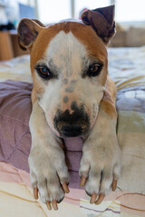 Gentle American Staffordshire Terrier Close-up in Home Environment. Intimate Portrait of Tan and White Amstaff with Distinguished Face Resting on Soft Bedding