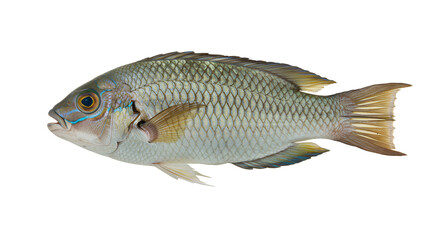 Obraz premium Six-Line Wrasse Darting Around Coral