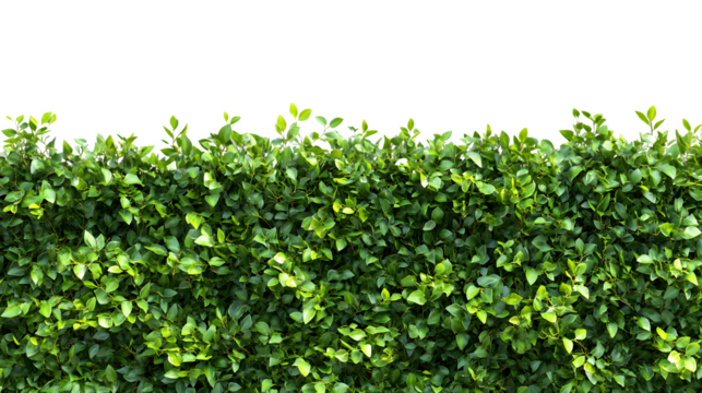 Artificial hedge panels used as rooftop garden enclosure wall, dense green foliage, photorealistic image, isolated on transparent  background