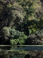 Natural forest at Australian lake during Autumn