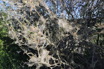 Bagworms cover trees and shrubs with a silvery covering