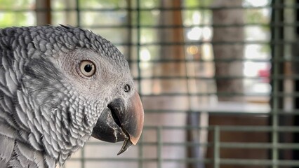 A grey parrot sits on a perch inside a charming cafe in Goreme, Cappadocia, attracting attention with its striking features and playful demeanor. Delightful atmosphere enhances the experience