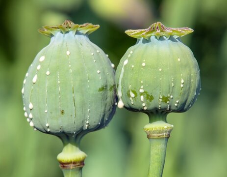 opium poppy heads milk latex papaver somniferum