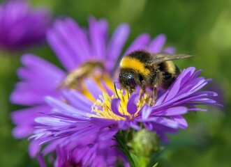 white-tailed bumblebee in Latin Bombus lucorum