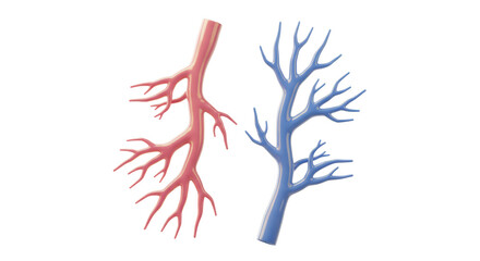 Isolated Veins and Arteries