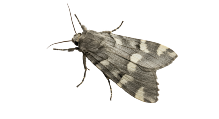 Isolated Moth