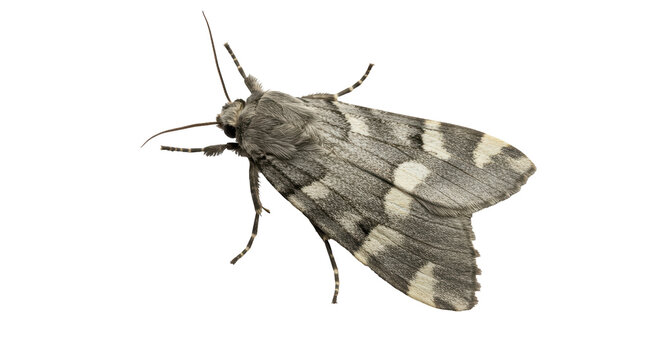 Isolated Moth