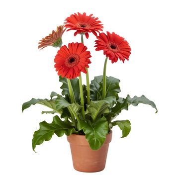 Vibrant Red Gerbera Daisy Potted Plant Isolated On White Background