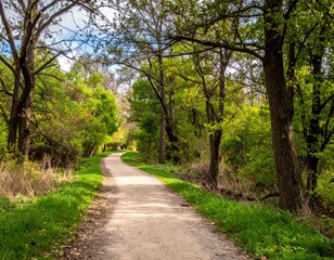 Fototapeta premium Serene Nature Pathway Surrounded by Lush Green Trees and Plants