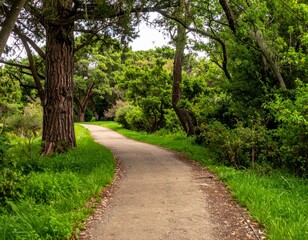 Fototapeta premium Scenic Curved Pathway Through Lush Green Forest Landscape