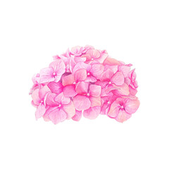 Pink  hydrangea flower hand drawn in watercolor. Isolated on a white background.