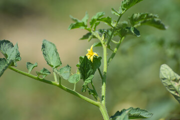 Flowers of tomato on the seedling. Stock Image, yellow flowers of tomato plants are blooming  bush in the flowering stage of the first brush.Pakistani and Attock 