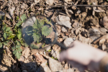 A conceptual image of a nettle viewed through a magnifying glass.