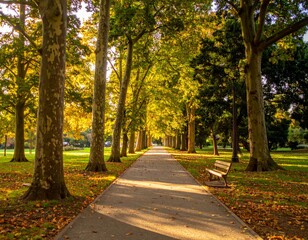 Fototapeta premium Tranquil Pathway Through Trees in Autumn Park Setting