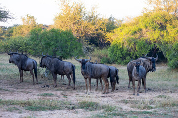 a big herd of blue wildebeest