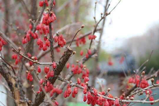 red berries in winter