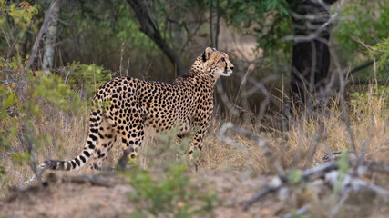 an early morning cheetah on the move