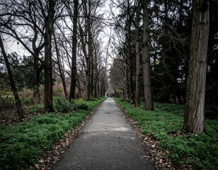 Fototapeta premium Serene Pathway Through Leafless Trees in a Quiet Park Setting
