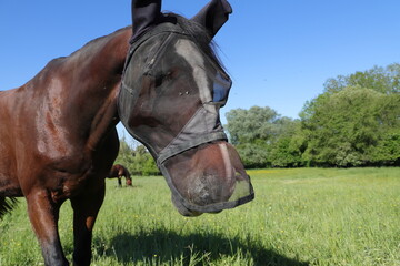a horse with a fly mask