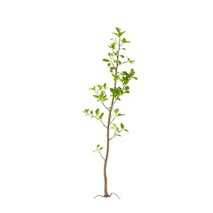 plant isolated on white background