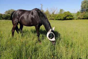a horse with a fly mask