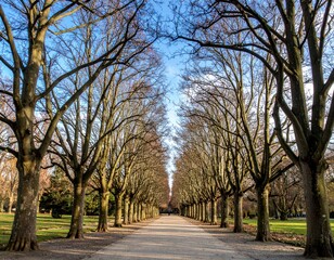 Serene Pathway Flanked by Bare Trees Under Clear Blue Sky