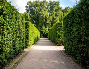 Serene Pathway Through Lush Green Hedges in Nature Escape
