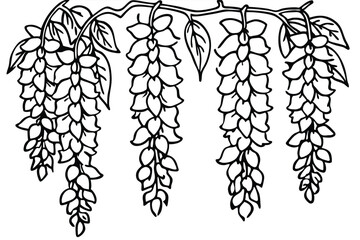 Black outline drawing features cascading wisteria flowers and foliage hanging from a vine gracefully